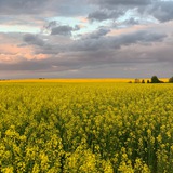 Логотип телеграм спільноти - ТРЕЙДЕР-ЖИТОМИР (купуємо зерно по Житомирській та інших обл.)
