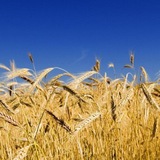 Логотип телеграм спільноти - Новини України |Новости Украины