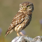 Логотип телеграм спільноти - Північний Сич 🦉