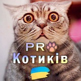 Логотип телеграм спільноти - PRO Котиків 🇺🇦