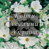 Logo de la comunidad de Telegram — 🌼 Квіти. Рослини. Україна🇺🇦
