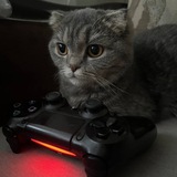 Логотип телеграм спільноти - 🌱Котяча м'ята🐈🎮