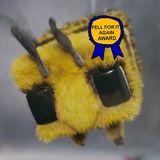 Logo de la comunidad de Telegram — CrazyBee🐝
