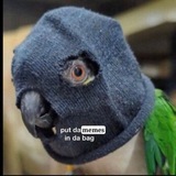 Telegram community logo — Папук поцупив🦜