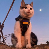 Logo de la comunidad de Telegram — Котячі Хроніки