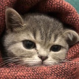 Telegram community logo — CATsWORLD😻❤️🇺🇦