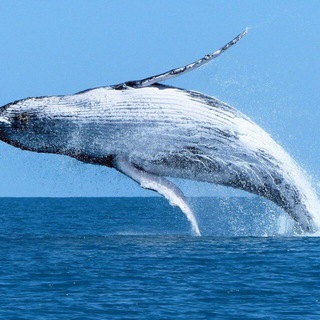 Логотип телеграм спільноти - way to whales