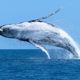 Логотип телеграм спільноти - way to whales