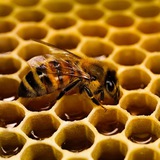 Логотип телеграм спільноти - Bee Aesthetic 🐝