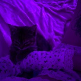 Логотип телеграм спільноти - VIAHRA