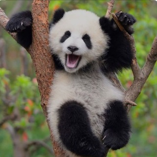 Логотип телеграм спільноти - Funny Animals 🐶🐱🐼🦧🙈