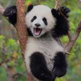 Logo de la comunidad de Telegram — Funny Animals 🐶🐱🐼🦧🙈