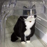 Logo de la comunidad de Telegram — Catcore
