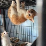 Логотип телеграм спільноти - Котеки, репости і репости котеків
