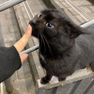 Логотип телеграм спільноти - 𝕻𝖍𝖔𝖙𝖔 𝖇𝖆𝖙𝖑𝖑𝖊🐈‍⬛