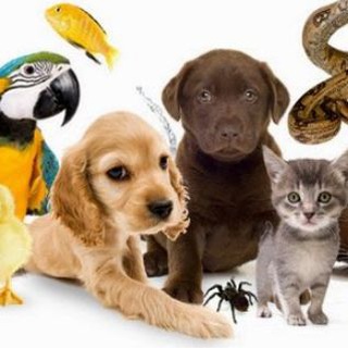 Telegram community logo — Тварини України 🇺🇦| Pets UA