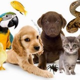 Logo de la comunidad de Telegram — Тварини України 🇺🇦| Pets UA
