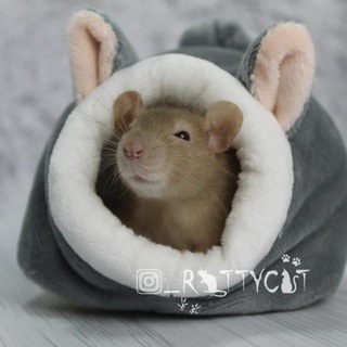 Telegram community logo — RatsHouse