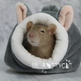 Logo de la comunidad de Telegram — RatsHouse