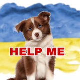 Logo de la comunidad de Telegram — 🆘🐾ANIMALS / Київ