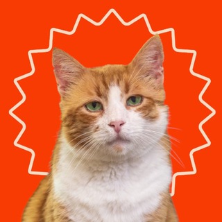 Logo de la comunidad de Telegram — cat house odesa