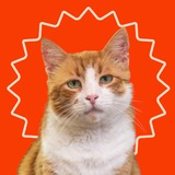 Logo de la comunidad de Telegram — cat house odesa