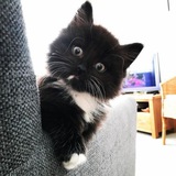 Logo de la comunidad de Telegram — All cats are crazy(¿or not?)