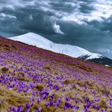 Логотип телеграм спільноти - Юрій Українець