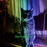 Логотип телеграм спільноти - 🏳️‍🌈🏳️‍⚧️Shpinat black cat | #УкрТґ