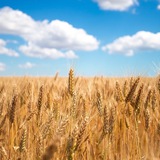 Логотип телеграм спільноти - Сарненська міська рада 🇺🇦