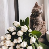 Логотип телеграм спільноти - Шпалери/Обої на телефончик 🥰❤️‍🔥