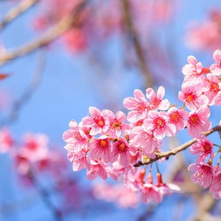 Логотип телеграм спільноти - Естетика 🌸 🦋 🌄 | Картинки, фото - заставки та шпалери | Pictures Wallpaper