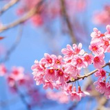 Логотип телеграм спільноти - Естетика 🌸 🦋 🌄 | Картинки, фото - заставки та шпалери | Pictures Wallpaper