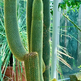 Логотип телеграм спільноти - Music_Kaktus🌵🩷