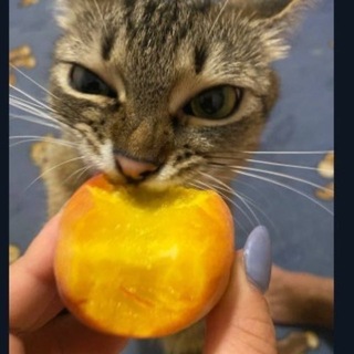 Logo de la comunidad de Telegram — єКотики🐱