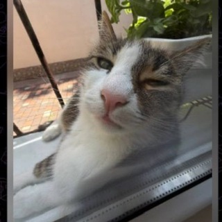 Логотип телеграм спільноти - єКотики🐱