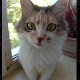 Логотип телеграм спільноти - єКотики🐱