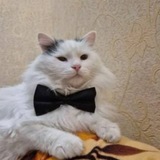 Логотип телеграм спільноти - єКотики🐱