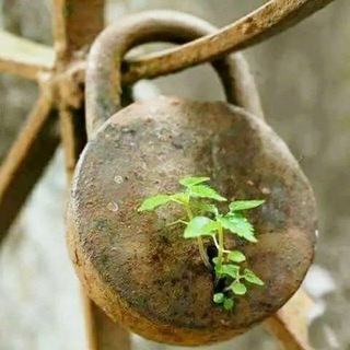 Логотип телеграм спільноти - Щоденник природи 🌱