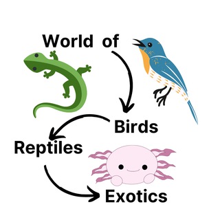 Логотип телеграм спільноти - Всесвіт Пташок, Плазунів та Екзотичних тварин