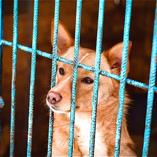 Логотип телеграм спільноти - Рудий Пес🐕